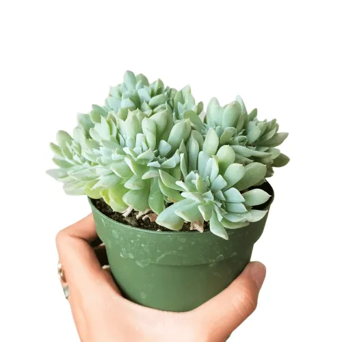 Crested Echeveria Topsy Turvy