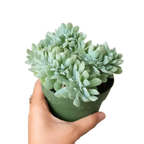 Crested Echeveria Topsy Turvy