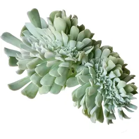 Crested Echeveria Topsy Turvy