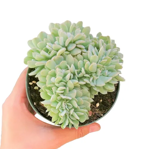 Crested Echeveria Topsy Turvy