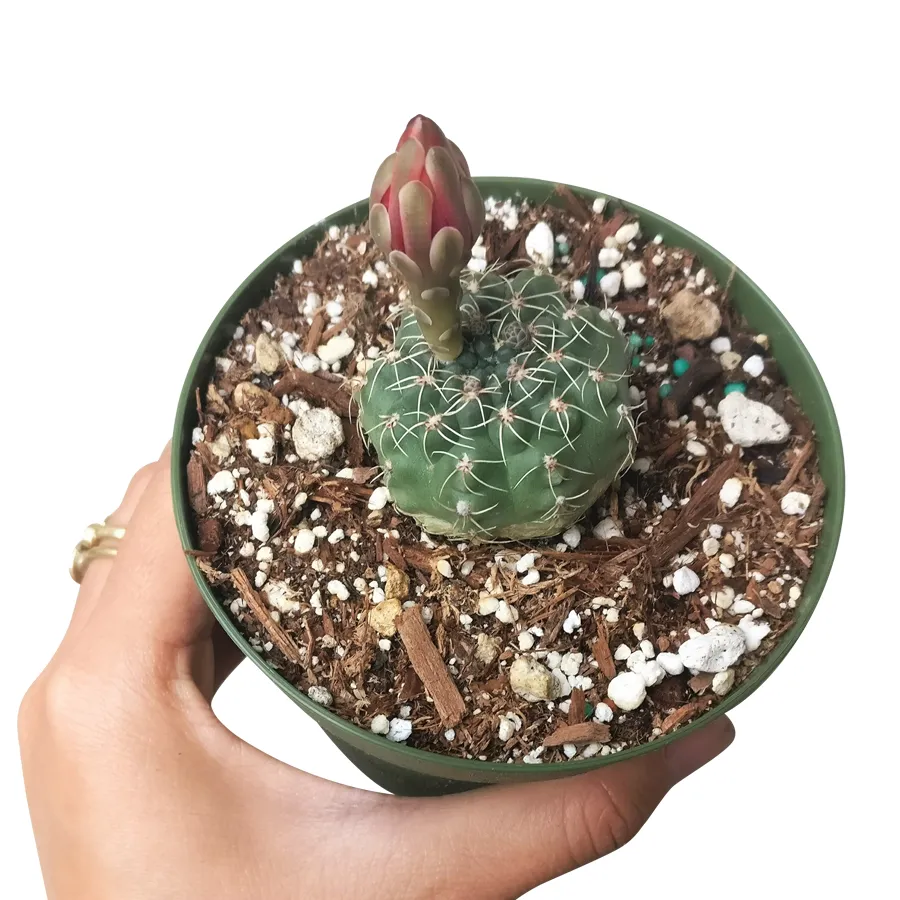 Dwarf Chin Cactus Gymnocalycium