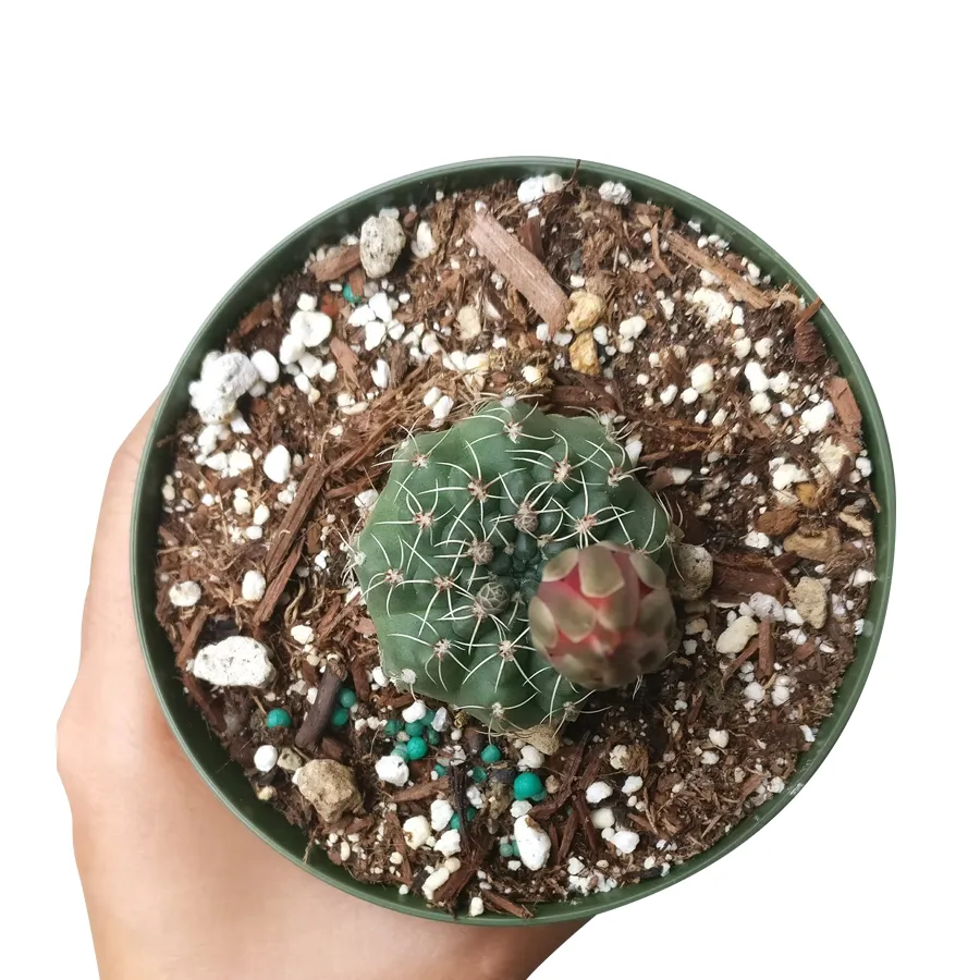 Dwarf Chin Cactus Gymnocalycium