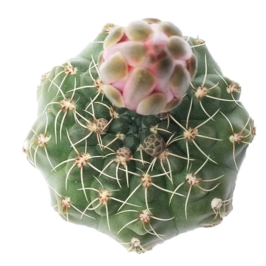 Dwarf Chin Cactus Gymnocalycium