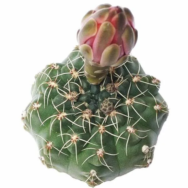 Dwarf Chin Cactus Gymnocalycium