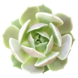 Echeveria Lola Succulent