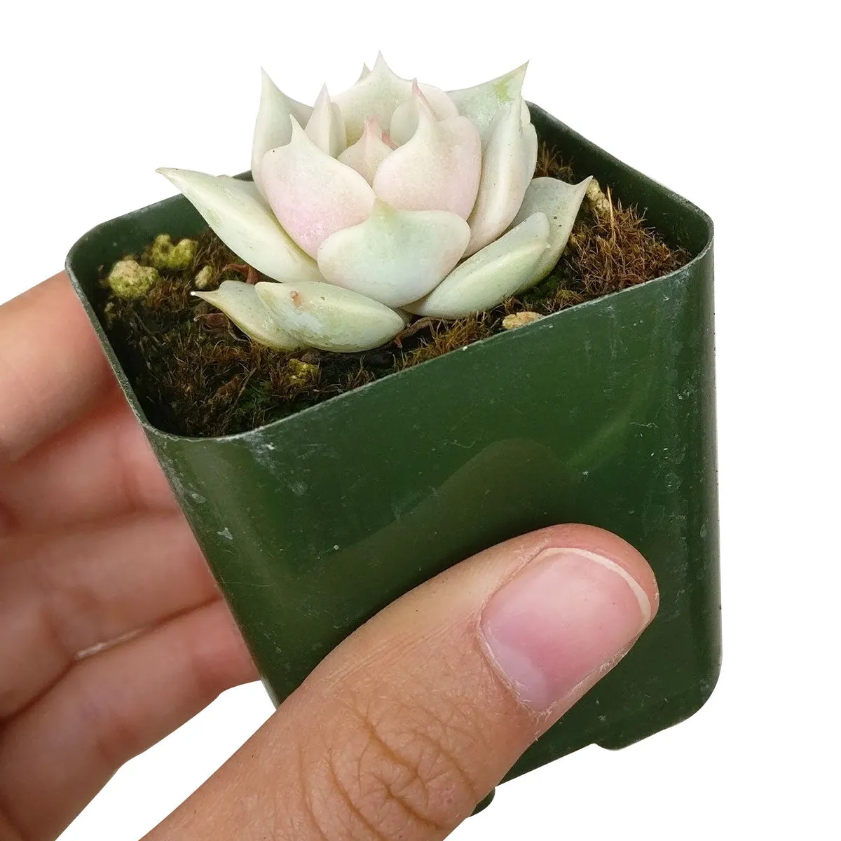 Echeveria Lola Succulent